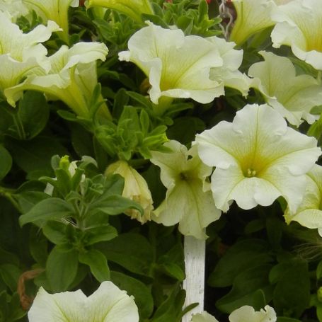 Picture of Surfinia® Lime Petunia Plant