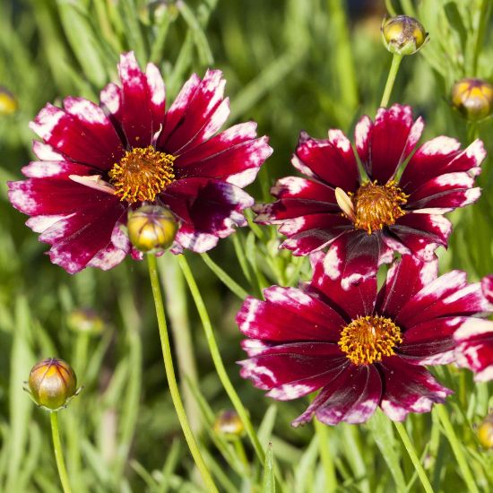 Picture of Ruby Frost Coreopsis Plant