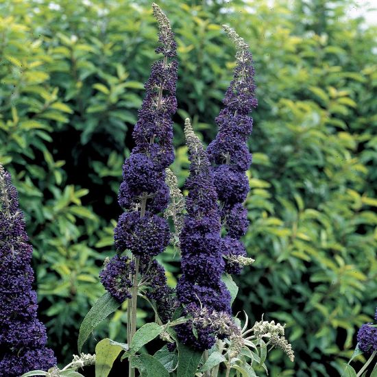 Picture of English Butterfly™ Adonis Blue™ Buddleia Shrub