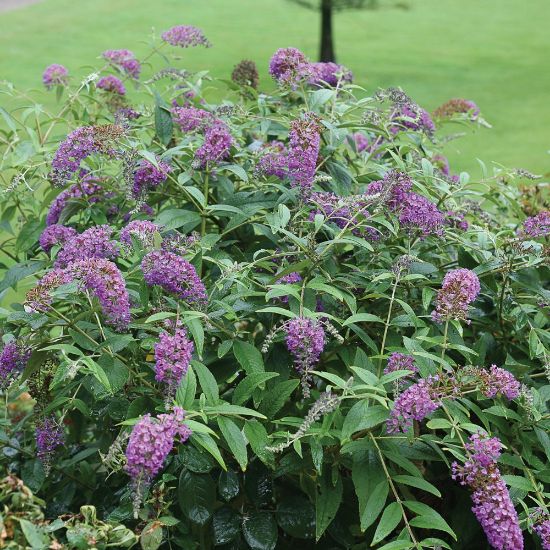 Picture of Lo & Behold® Purple Haze Buddleia Shrub