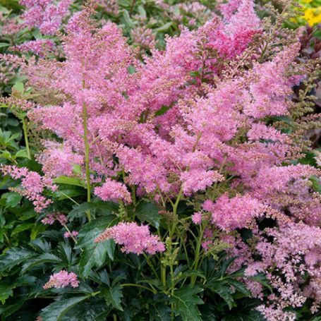 Picture of Astary® Pink Astilbe Plant