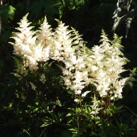 Picture of Astary® White Astilbe Plant