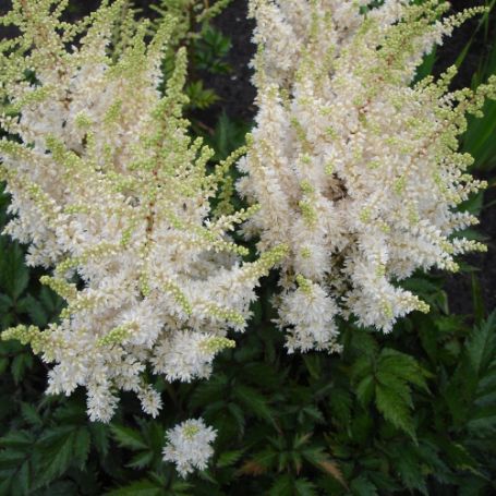 Picture of Vision in White Astilbe Plant