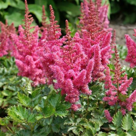 Picture of Vision in Pink Astilbe Plant