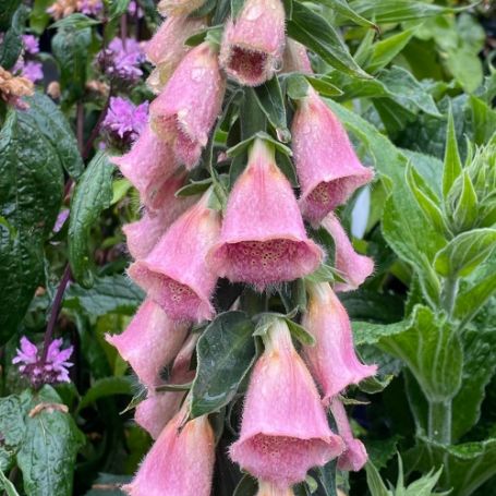 Picture of Strawberry Digitalis Plant