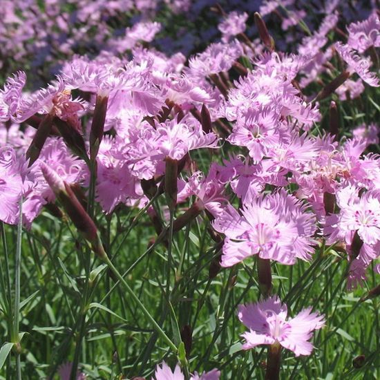 Picture of Bath's Pink Dianthus Plant