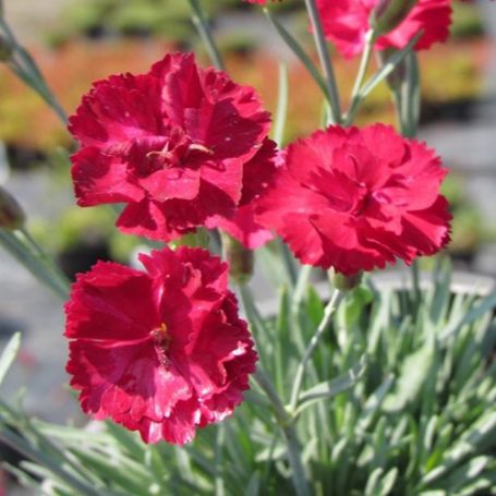 Picture of Frosty Fire Dianthus Plant