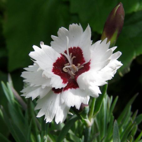 Picture of Star Brilliant Dianthus Plant