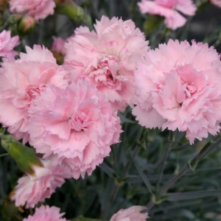 Picture of Scent First™ Candy Floss Dianthus Plant
