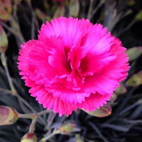Picture of Scent First™ Eternity Dianthus Plant
