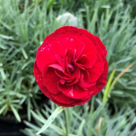 Picture of Scent First™ Passion Dianthus Plant
