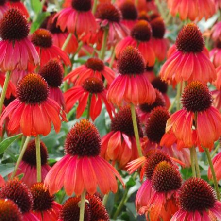 Picture of Firebird Echinacea Plant