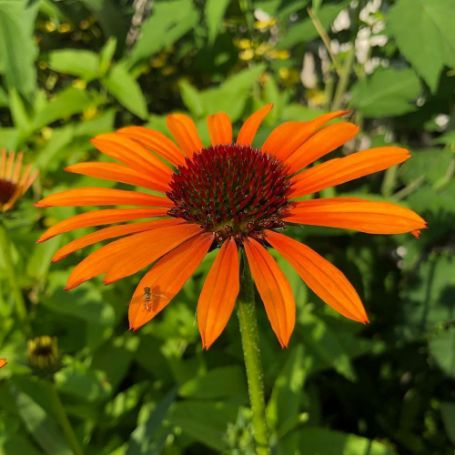 Picture of Flame Thrower Echinacea Plant