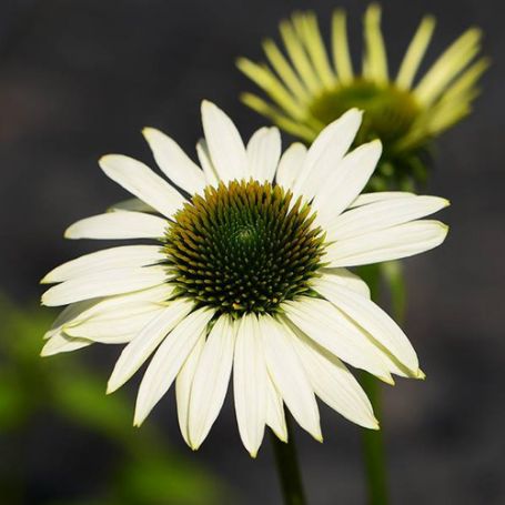 Picture of Lucky Star Echinacea Plant