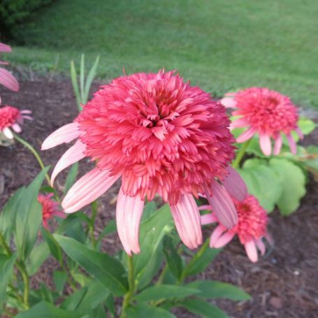 Picture of Secret™ Passion Echinacea Plant