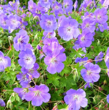 Picture of Rozanne Hardy Geranium Plant