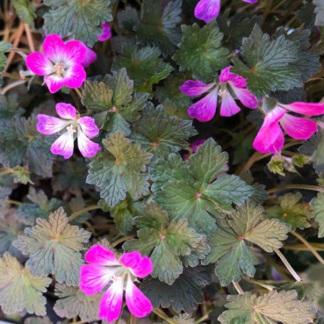 Picture of Orkney Cherry Hardy Geranium Plant