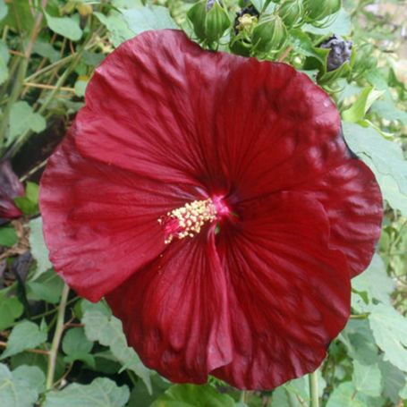 Picture of Robert Fleming Hardy Hibiscus Plant