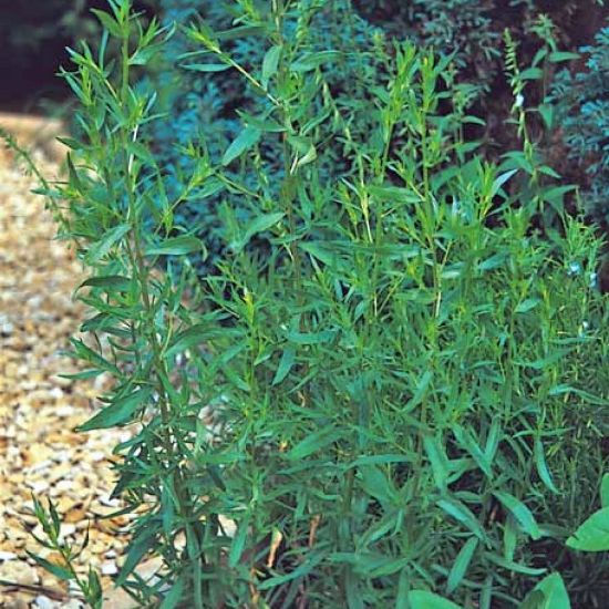 Picture of Russian Tarragon Herb Plant
