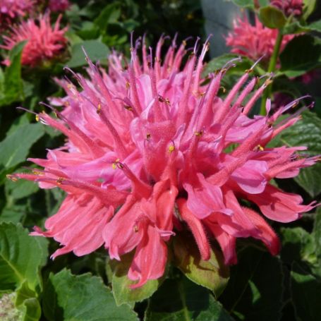 Picture of Pink Supreme Monarda Plant
