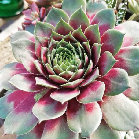 Picture of Silver King Sempervivum