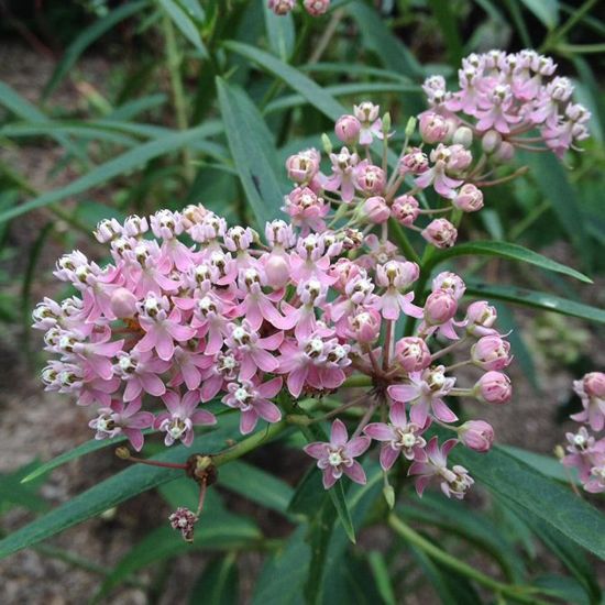 Picture of Cinderella Asclepias Plant