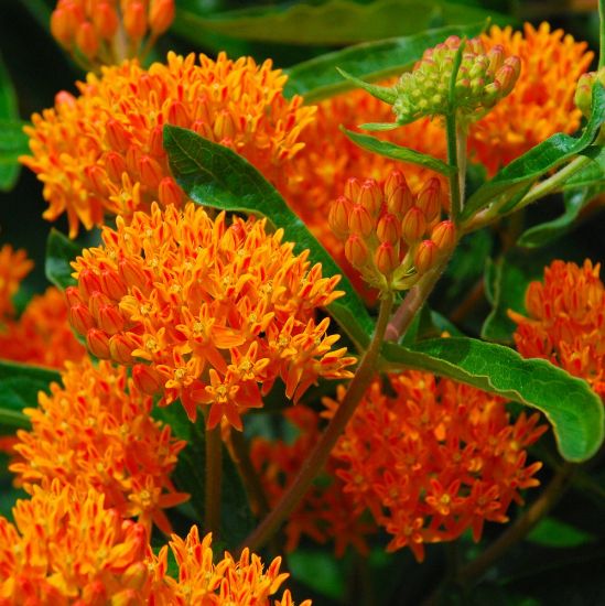 Picture of Tuberosa Asclepias Plant