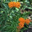 Picture of Tuberosa Asclepias Plant