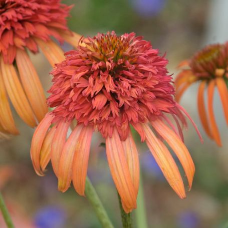 Picture of Irresistible Echinacea Plant