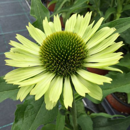 Picture of Green Jewel Echinacea Plant