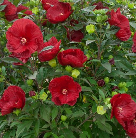 Picture of Summerific® Cranberry Crush Hardy Hibiscus Plant