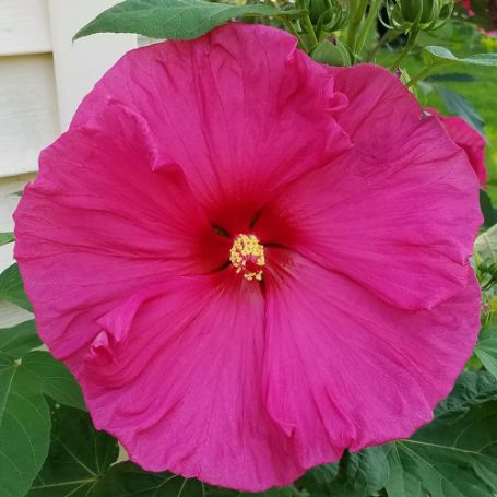Picture of Jazzberry Jam Hardy Hibiscus Plant