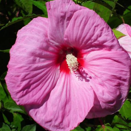 Picture of Party Favor Hardy Hibiscus Plant
