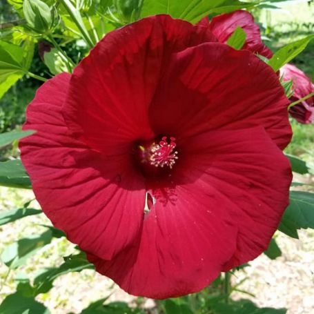 Picture of Sultry Kiss Hardy Hibiscus Plant