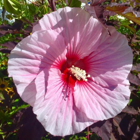 Picture of Summer Storm Hardy Hibiscus Plant