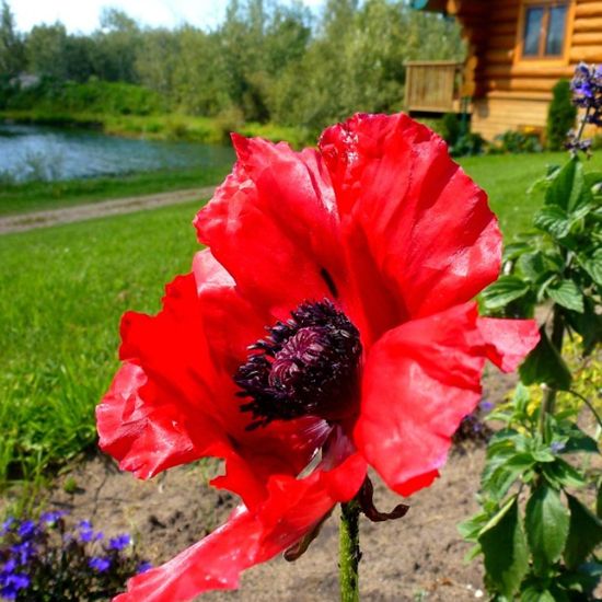 Picture of Crimson Red Papaver Plant