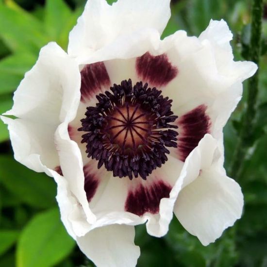 Picture of Royal Wedding Papaver Plant