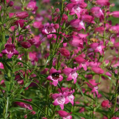 Picture of Red Rocks Penstemon Plant