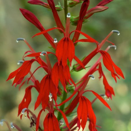 Picture of Cardinalis Lobelia Plant