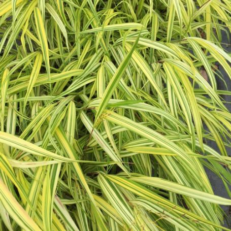 Picture of Naomi Hakone Grass Plant