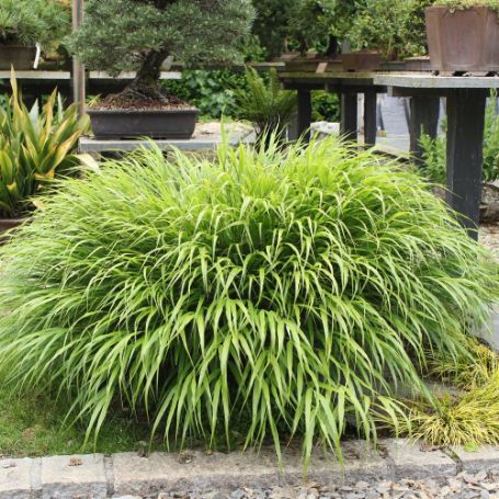 Picture of Nicolas Hakone Grass Plant