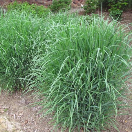 Picture of Heavy Metal Panicum Grass Plant