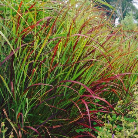 Picture of Rotstrahlbusch Red Panicum Grass Plant