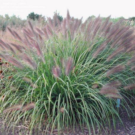Picture of Red Head Pennisetum Grass Plant