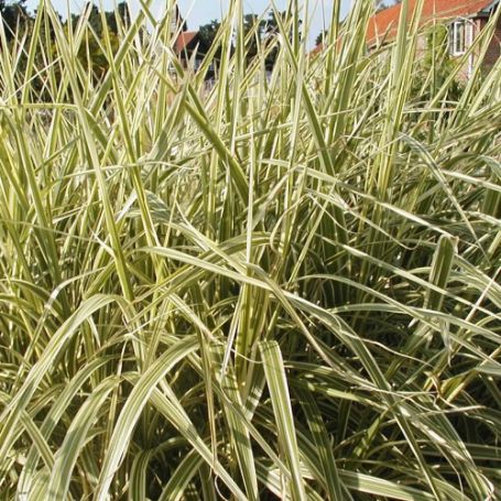 Picture of Rigoletto Miscanthus Grass Plant
