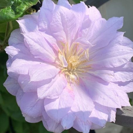 Picture of Belle of Woking Clematis Plant