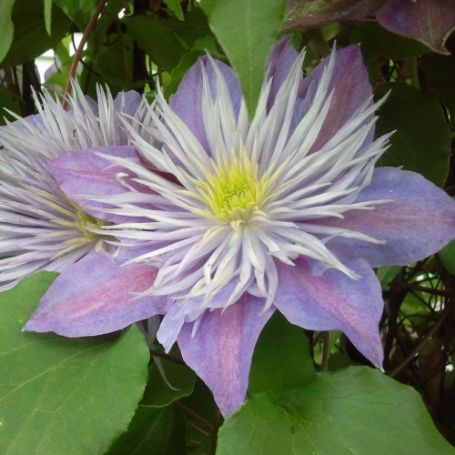 Picture of Crystal Fountain™ Clematis Plant