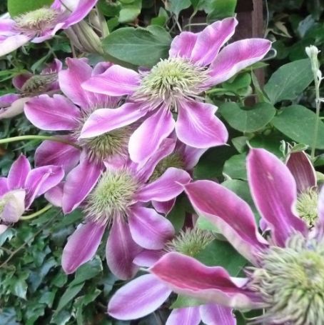 Picture of Empress Clematis Plant