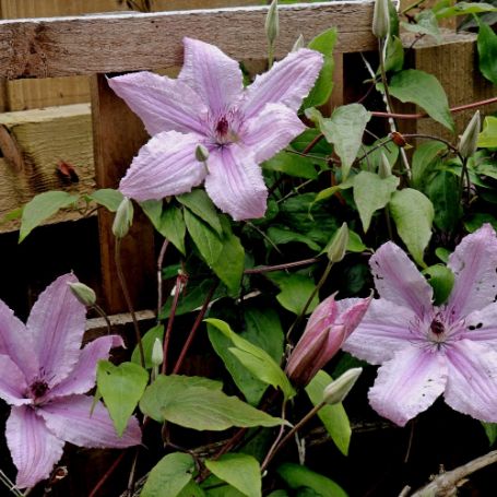 Picture of Hagley Hybrid Clematis Plant