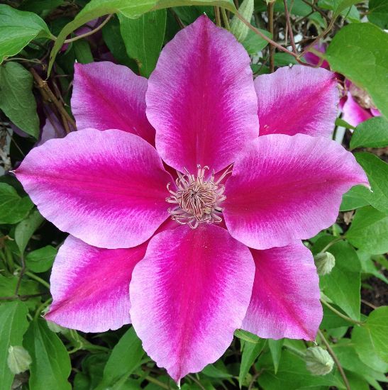Picture of Kilian Donahue Clematis Plant